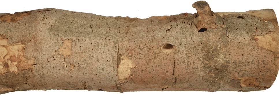 aaa Kréta Ficus.JPG